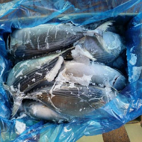 Striped Bonito
