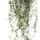 detail image1 Great Houseplants " Hoya lacunosa " by Joinflower Joinfolia