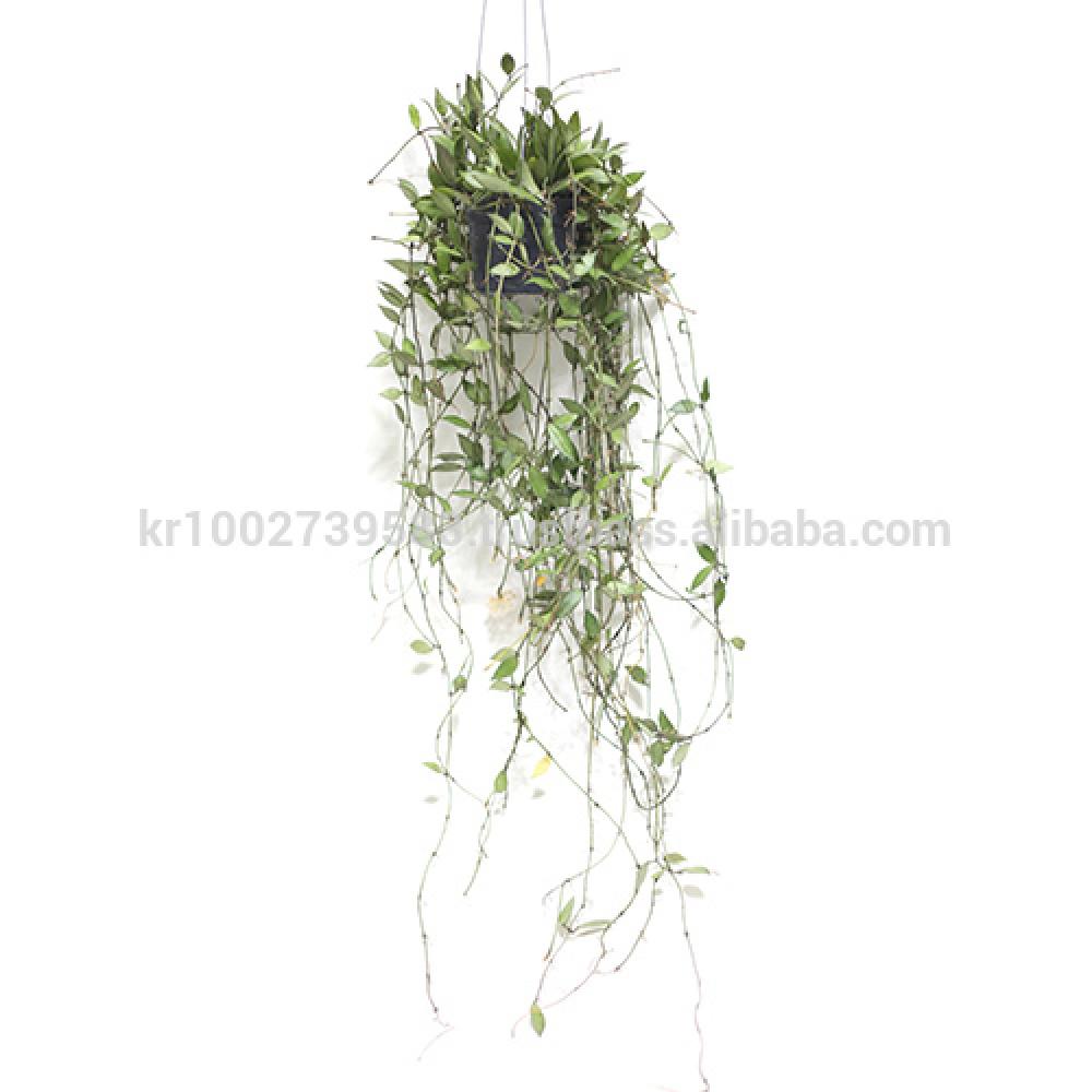 Great Houseplants " Hoya lacunosa " by Joinflower Joinfolia