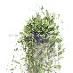 full image Great Houseplants " Hoya lacunosa " by Joinflower Joinfolia