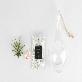detail image5 Tillandsia Air Plants Hanging Teardrop glass Ionantha set by Joinflower Joinfolia