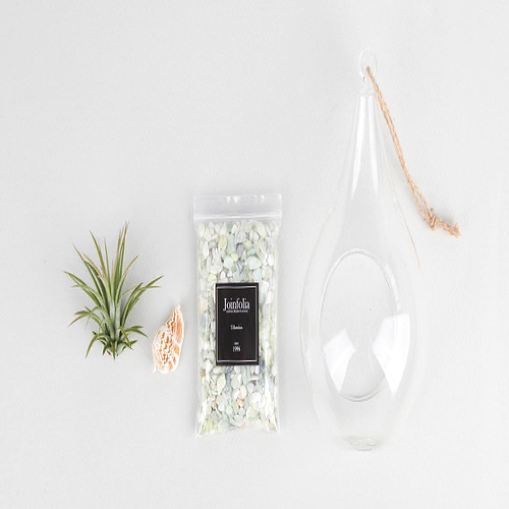 Tillandsia Air Plants Hanging Teardrop glass Ionantha set by Joinflower Joinfolia