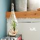 detail image5 Air Plants Tillandsia Terrarium Set " Desert Juncifolia " by Joinflower Joinfolia