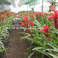 detail image4 Wonderfully stunning table top plants guzmania " Grand Prix " Joinflower Joinfolia