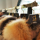 detail image2 Luxury Fur Collection Shop