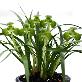 full image China Oriental Orchids Oriental orchids through fostering new ones