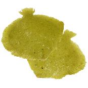Live Golden Turbot  from Jeju, Korea