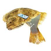 Live Flounders from Jeju, Korea