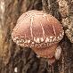 detail image1 Dry shiitake mushroom slice 200g Master shiitake oak mushroom