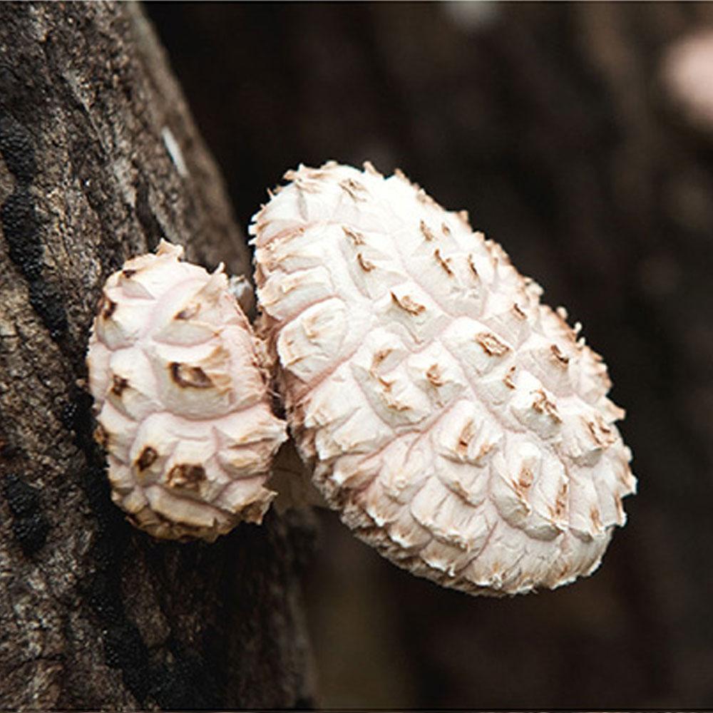 Dry shiitake mushroom slice 200g Master shiitake oak mushroom