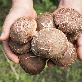 detail image5 Whole mushrooms for flavor soup oak wood cultivation organic shiitake mushrooms