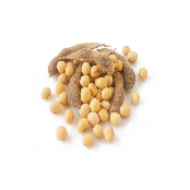 Soybean