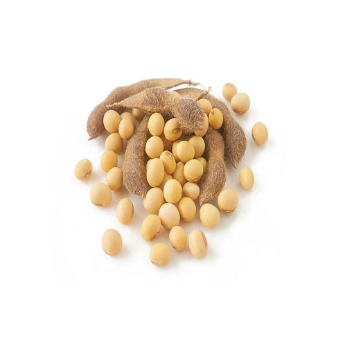 Soybean