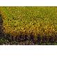 detail image2 Organic Mixed Grain Five Color Glutinous Rice 1kg