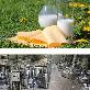 detail image3 Dr.Holi Pet Goat's Milk for Dogs and Cats(6.08ozX10Pouch) - Free Lactose, Low Fat Milk