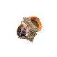 detail image1 Live Whelk