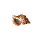 detail image2 Live Whelk