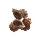 full image Live Whelk