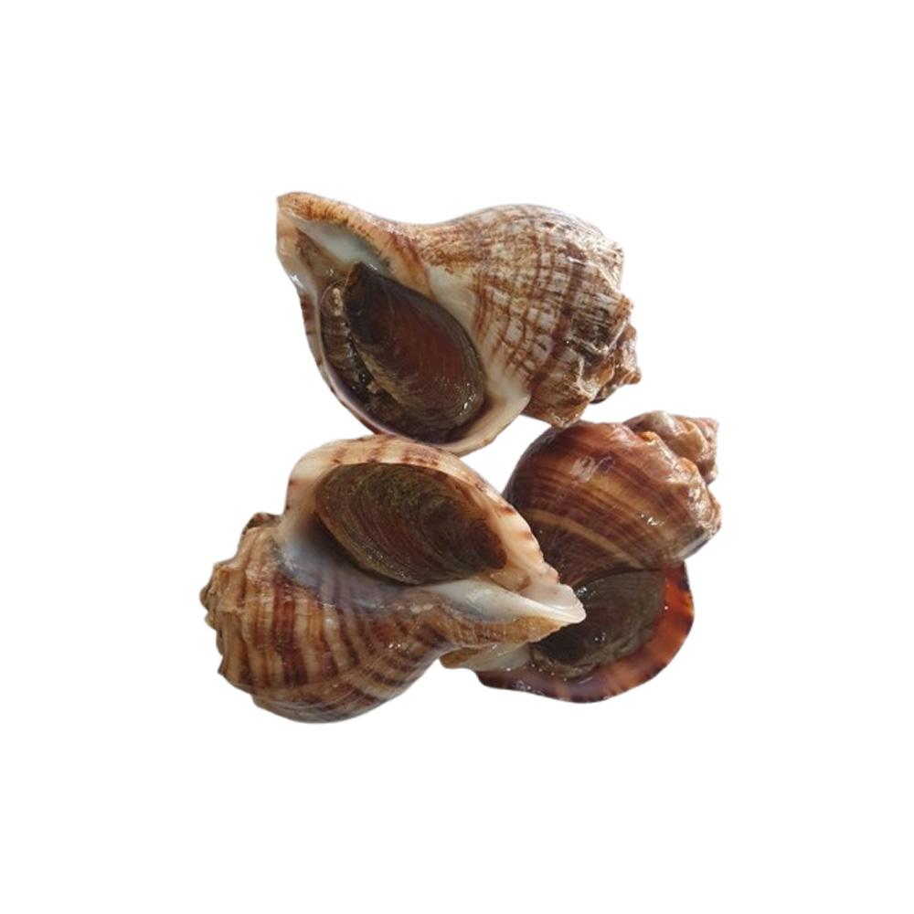 Live Whelk